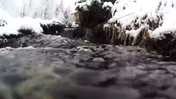 Torrente Arroyo Nieve Nevada Hielo Frío Congelación Árboles Parque Nacional — Vídeo de stock
