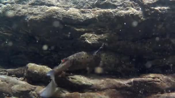Trout Salmo Trutta Underwater Mountain Creek — Stock Video