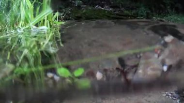 suyun altında ve üstündeki nehrin kıyısı, Lambro nehri, İtalya