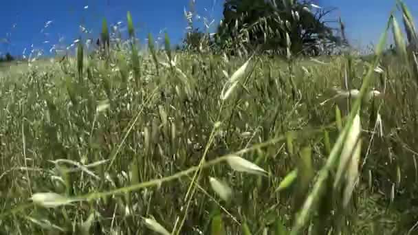 Vista Uma Abelha Prado Com Olhos Inseto — Vídeo de Stock