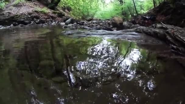 Potok Dřevo Podmořské Mladé Salamandry Salamander Požární Salamander Salamandra Salamandra — Stock video