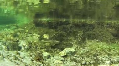 Gran Paradiso Milli Parkı'nda alabalık (Salmo trutta) sualtı
