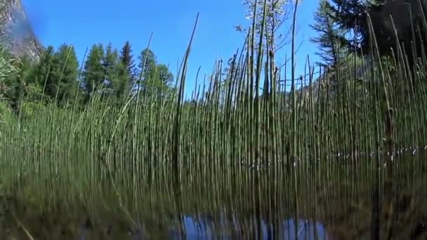 Horsetail Equisetum Bog Equisetum Horsetail Bog Pet Gran Paradiso National — стоковое видео