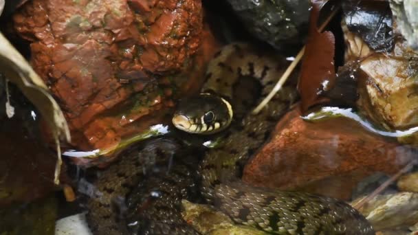 Вилочковый Язык Вода Natrix Natrix Трава Колобриды Рептилия Пруд Lame — стоковое видео