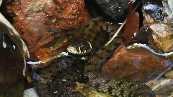 Forked Tongue Water Snake Natrix Natrix Grass Snake Ringed Snake — Stock Video