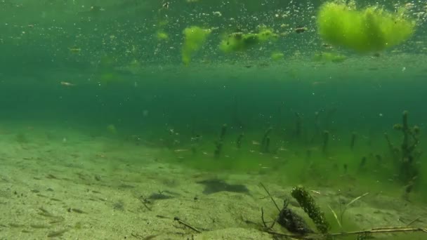 Unterwasser Flusslandschaft Landschaft Fischschwärme Jungfische Algen Jungfische Tessin Italien — Stockvideo