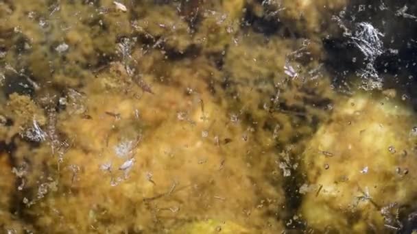 Flodlandskap Fiskstim Unga Fiskar Bland Algerna Sötvatten — Stockvideo