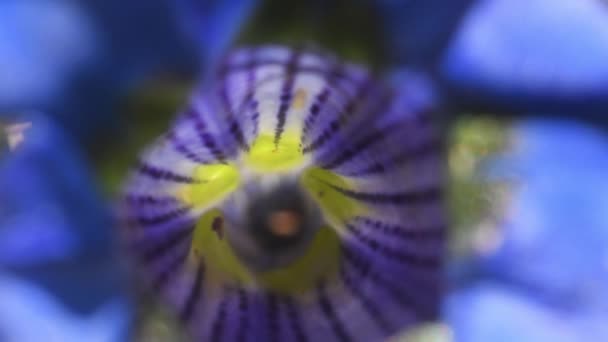 Gentios Careca Gentiana Acaulis Particular Flor — Vídeo de Stock