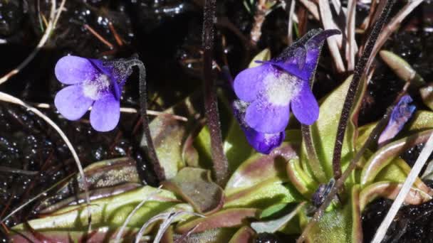 Fiori Artemisia Alpina Pinguicula Alpina Carnevoro — Video Stock