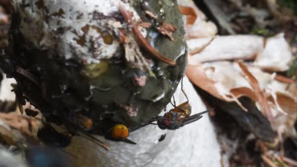 Stinkhorn Trompa Fedorenta Comum Phallus Impudicus Coberto Com Moscas Inseto — Vídeo de Stock