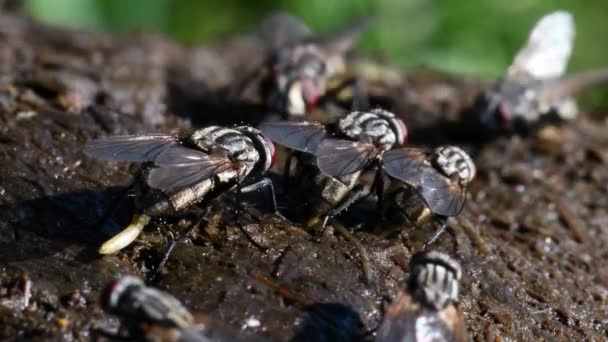 Mosche Depongono Uova Sugli Escrementi Della Mucca Usando Ovopositore — Video Stock