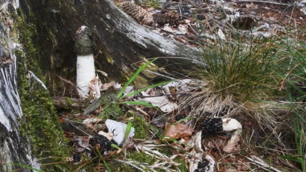 Common Stinkhorn Phallus Impudicus One Live Other Three Just Died — Stock Video