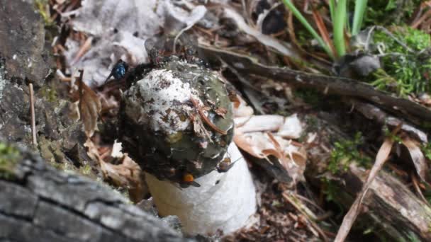 Stinkhorn Stinkhorn Phallus Impudicus Mit Fliegen Insekten Fliegen Insekten Pilzen — Stockvideo