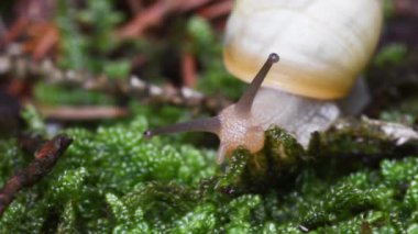  salyangoz, pulmonata, gasteropoda, anten, tentacle, göz