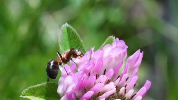 Ant Mrówka Drewna Strzechą Red Ant Mrowisko Hymenoptera Drewno Park — Wideo stockowe