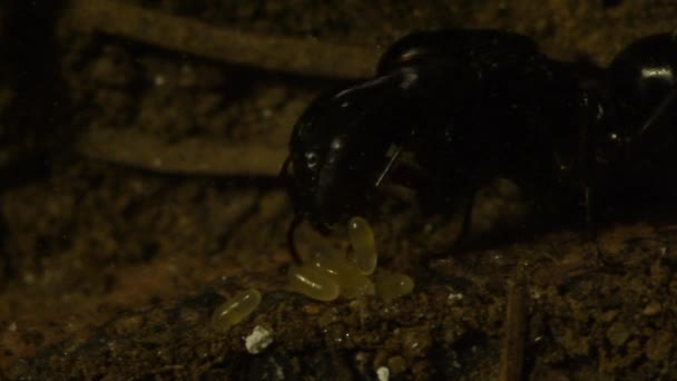 Königin Ameise Mit Eiern Und Larven Extreme Nahaufnahme Künstlicher Ameise — Stockvideo