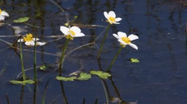 yüksek irtifa bataklık ve beyaz su-crowfoot (Ranunculus aquatilis)