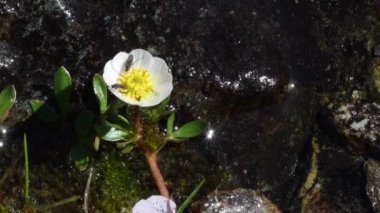 Buzul çiçeği, buzulun ayağı, Ranunculus buzulu, sinek, alp çayırı, kar erimesinden hemen sonra yüksek irtifa bataklığı, bataklık, bataklık, Pousset, Gran Paradiso Milli Parkı, İtalya