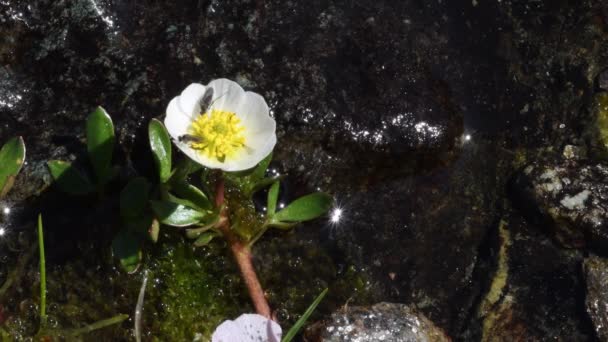 Gletsjerboterbloem Gletsjerkroon Ranunculus Glacialis Vlieg Alpiene Praire Net Het Smelten — Stockvideo