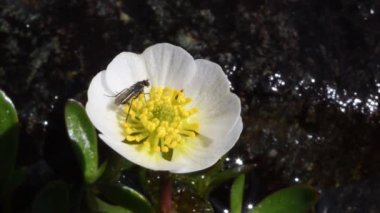 Buzul çiçeği, buzulun ayağı, Ranunculus buzulu, sinek, alp çayırı, kar erimesinden hemen sonra yüksek irtifa bataklığı, bataklık, bataklık, Pousset, Gran Paradiso Milli Parkı, İtalya