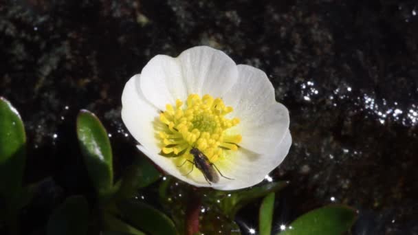 Παγετώνας Buttercup Παγετώνας Crowfoot Ranunculus Glacialis Μύγα Αλπικό Λιβάδι Αμέσως — Αρχείο Βίντεο