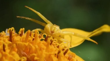 yengeç örümceği, Thomisus, Arnica montana, saldırı pozisyonu, sarı, baş,