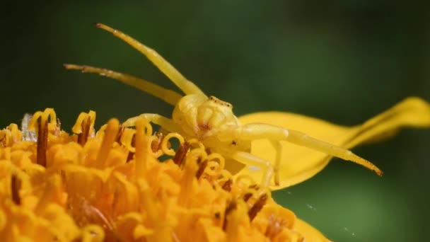 Krabbenspinne Thomisus Auf Arnica Montana Angriffsposition Gelb Kopf — Stockvideo