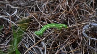Karınca, kırmızı karınca, Formica yakut, odun karınca, orman karınca, kırmızı odun karınca, güney ahşap karınca, at karınca, kırmızı karınca, karınca, karınca yuvası, yetişkin, işçi, av tırtılı, tırtıl, odun, Gran Paradiso Ulusal Parkı, Cogne, Valnontey, Valle d 'Aosta, İtalya,