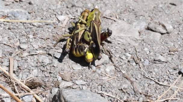 Acoplamiento Grasshopper Grasshopper Suelo Cogne Valle Aosta Italia — Vídeo de stock