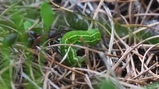 Rode Mieren Formica Rufa Prey Caterpillar — Stockvideo