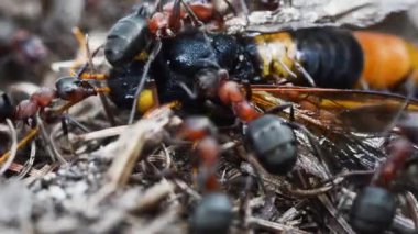 Sirex gigas Formica rufa tarafından yenir, .kırmızı karıncalar büyük bir ölü eşek arısı (Sirex gigas) carring vardır)