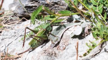 Doğadaki yeşil çekirge.