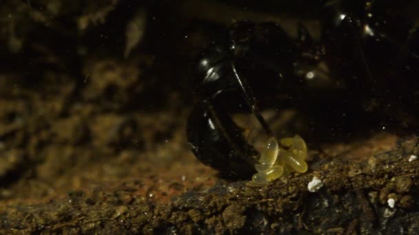 Formiga Rainha Alimenta Jovem Larva Ovos Dentro Formigueiro Artificial — Vídeo de Stock