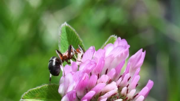 Ant Hout Ant Red Ant Hymenoptera Gran Paradiso Nationaal Park — Stockvideo