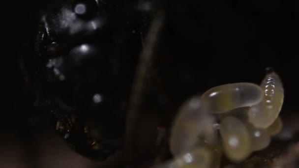 Hormiga Reina Con Huevos Larvas Extremo Cerca Arriba Antegenio Artificial — Vídeo de stock
