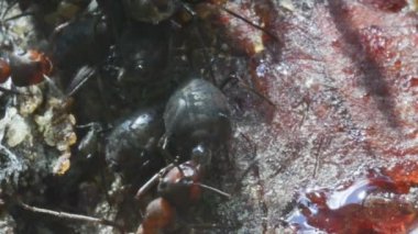 karınca yaprak bitlerinin baldew yalıyor