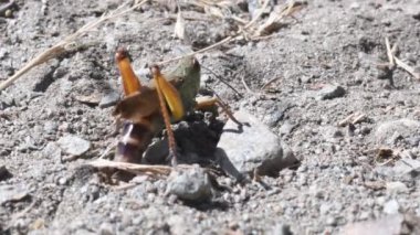 Çekirge toprağa yumurtlar 