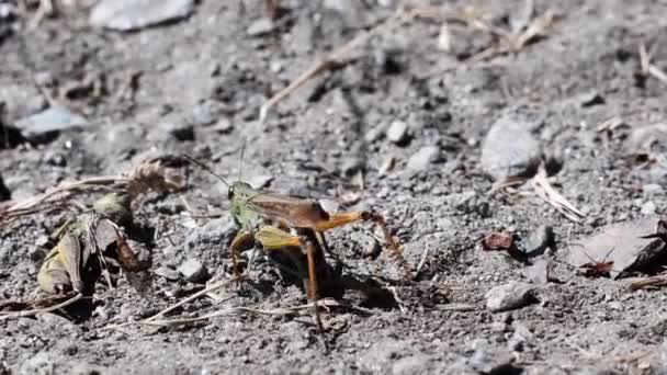 Gräshoppa Ägg Marken Gräshoppa Lägger Ägg Marken — Stockvideo