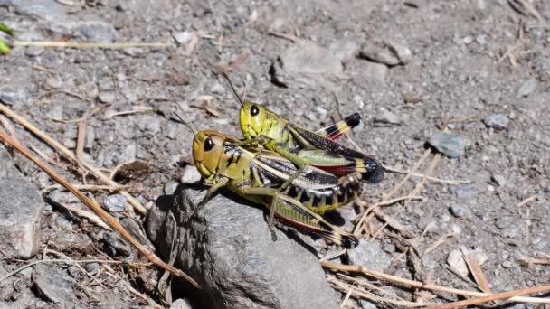 Acoplamiento Grasshopper Grasshopper Suelo — Vídeo de stock