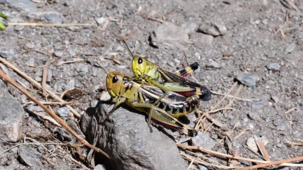 Coupling Grasshopper Grasshopper Ground — Stock Video