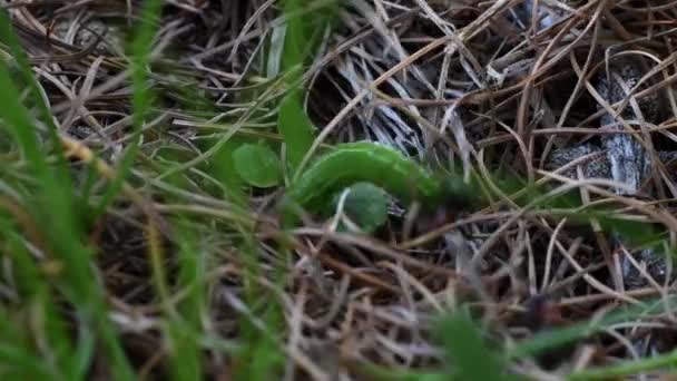 Rote Ameisen Formica Rufa Erbeuten Raupen — Stockvideo