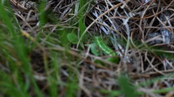 Hormigas Rojas Formica Rufa Oruga Presa — Vídeos de Stock