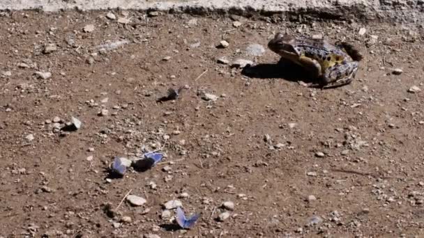 Rana Captura Mariposa Rana Temporaria Salto Captura Mariposa — Vídeo de stock