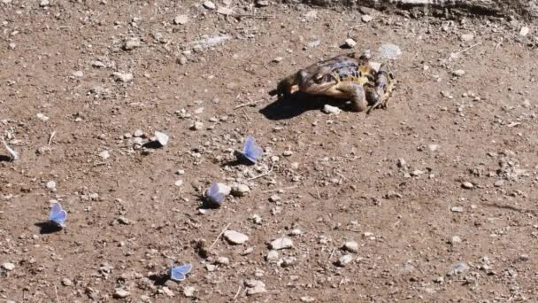Frosch Fängt Schmetterling Rana Temporaria Springen Und Fangen Schmetterling — Stockvideo