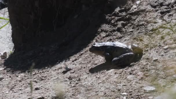 개구리 템포라리아 점프와 나비를 — 비디오