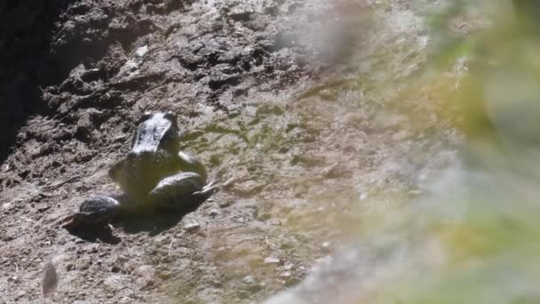 Rana Captura Mariposa Rana Temporaria Salto Captura Mariposa — Vídeo de stock