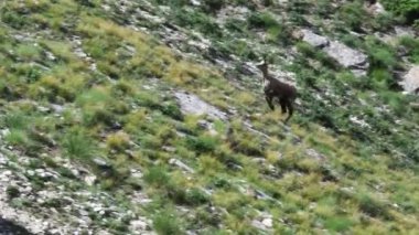 chamois koşmak, Rupicapra rupicapra, chamois, memeli, bahar, Gran Paradiso Milli Parkı