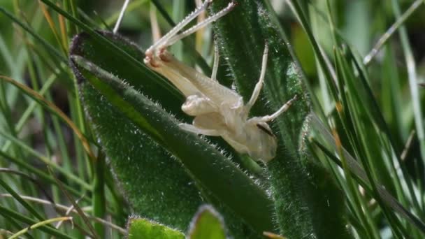 Exuvia Onder Het Gras Sprinkhaan Exuvia Huid Alpen — Stockvideo