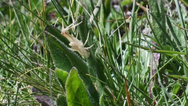 Exuvia Onder Het Gras Sprinkhaan Exuvia Huid Alpen Gras Dode — Stockvideo