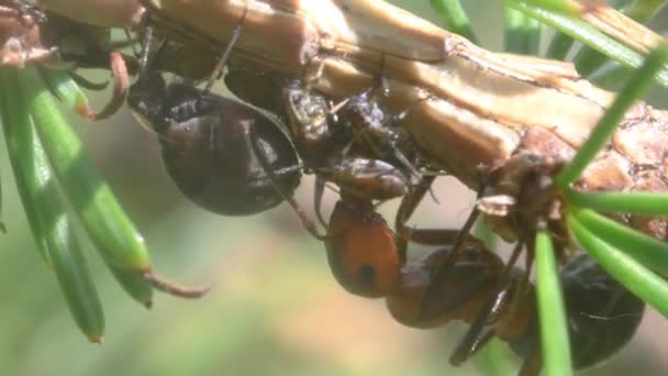 Symbiose Entre Fourmis Pucerons Dans Parc National Gran Paradiso — Video